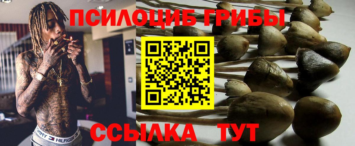 Псилоцибиновые грибы Psilocybe Ишим